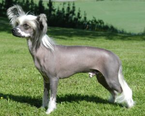 Chinese Crested