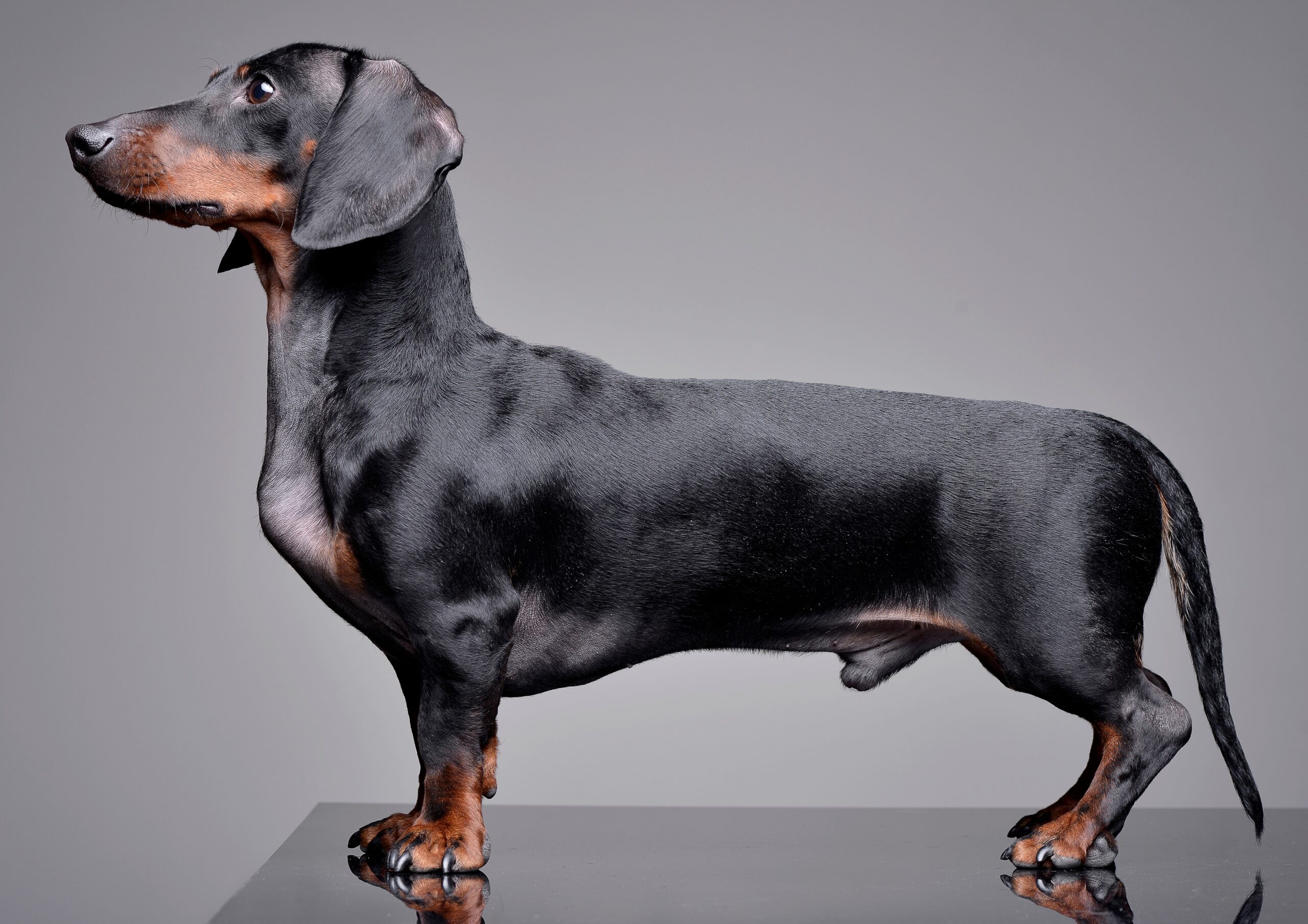 Standard smooth outlet haired dachshund