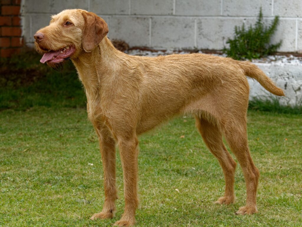 Hungarian Wirehaired Vizsla. gundog, Standing on grass in show position.