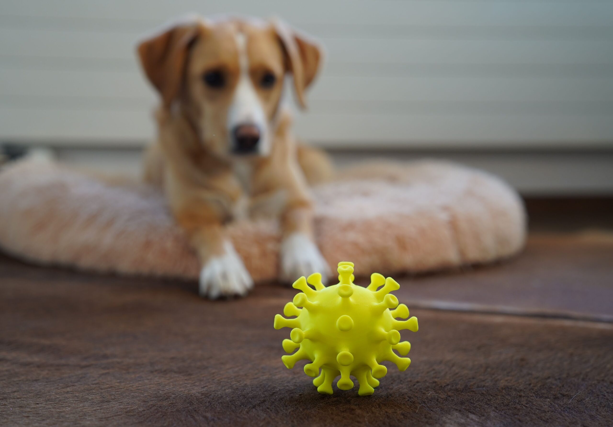 Blurred brown and white dog in background with virus molecule in foreground