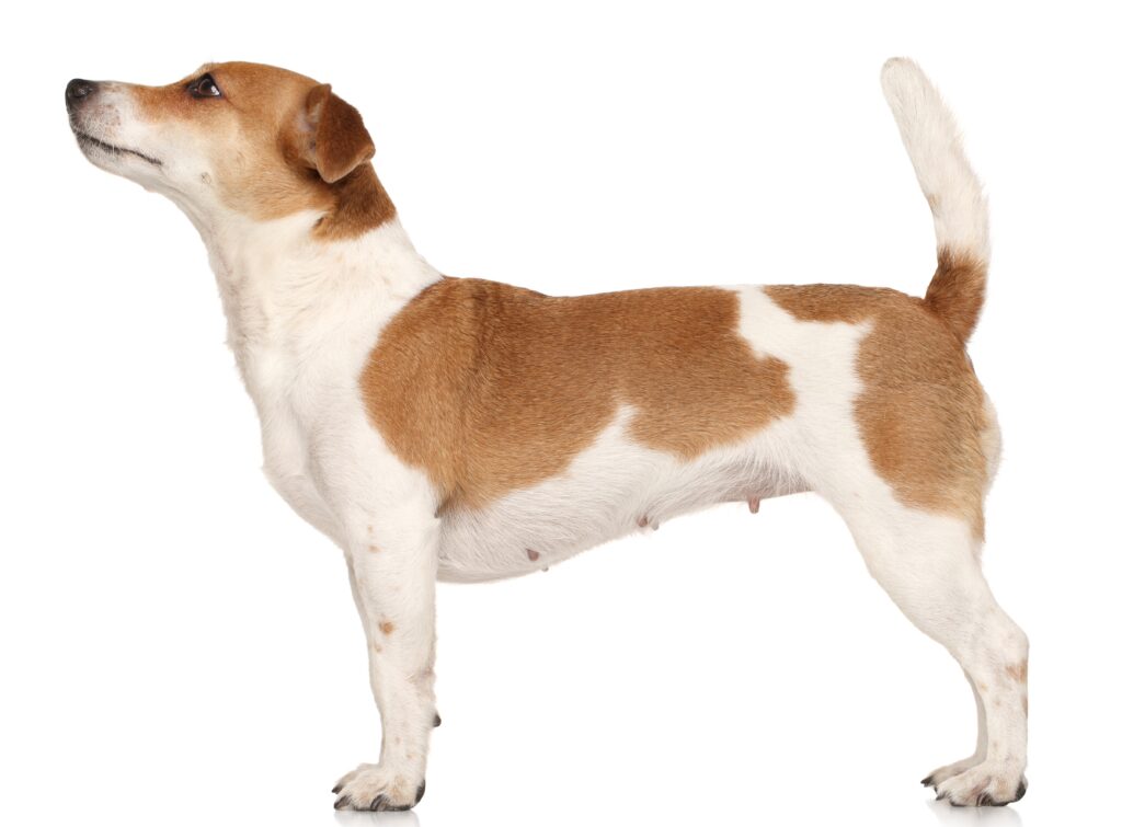 Jack Russell terrier in standing on a white background