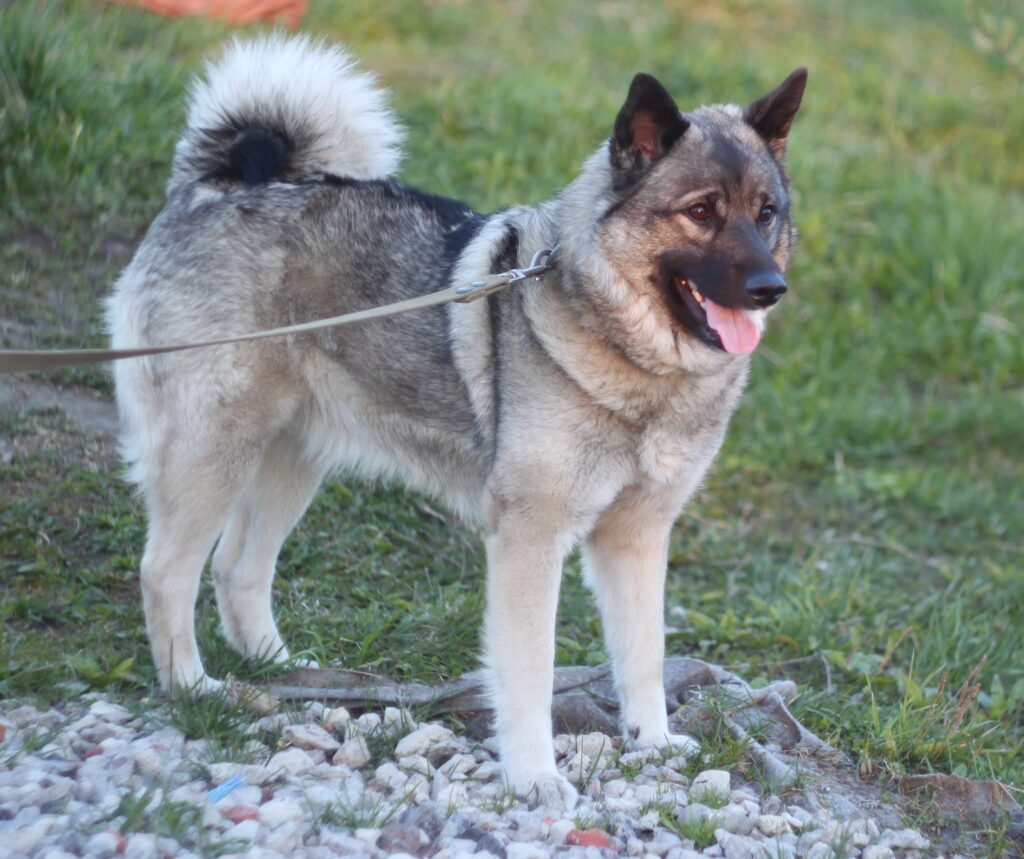 Norwegian grey Elkhound dog on a walk