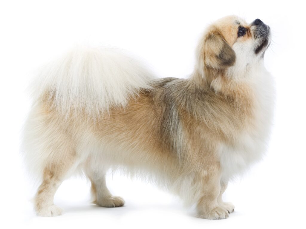 side shot of a Tibetan Spaniel