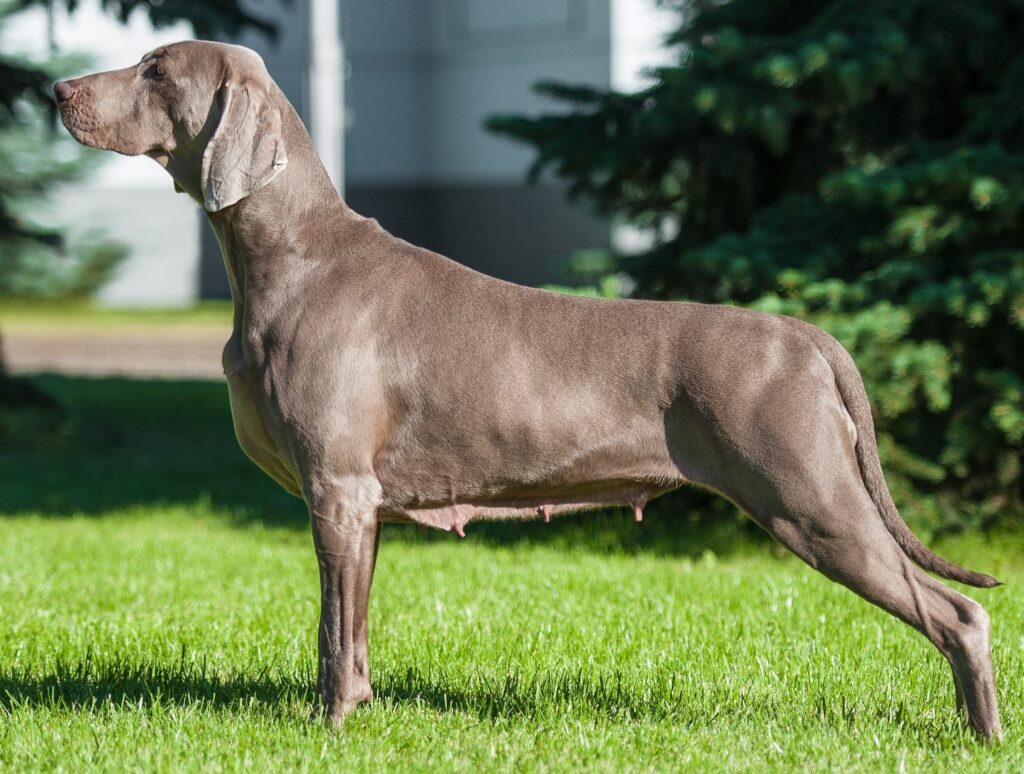 Weimaraner ion the dog show