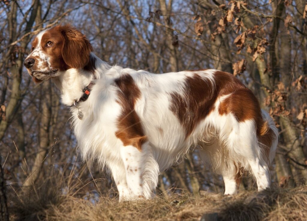 Welsh Springer Spaniel