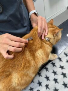 Orange cat at vet receiving injection next to blanket