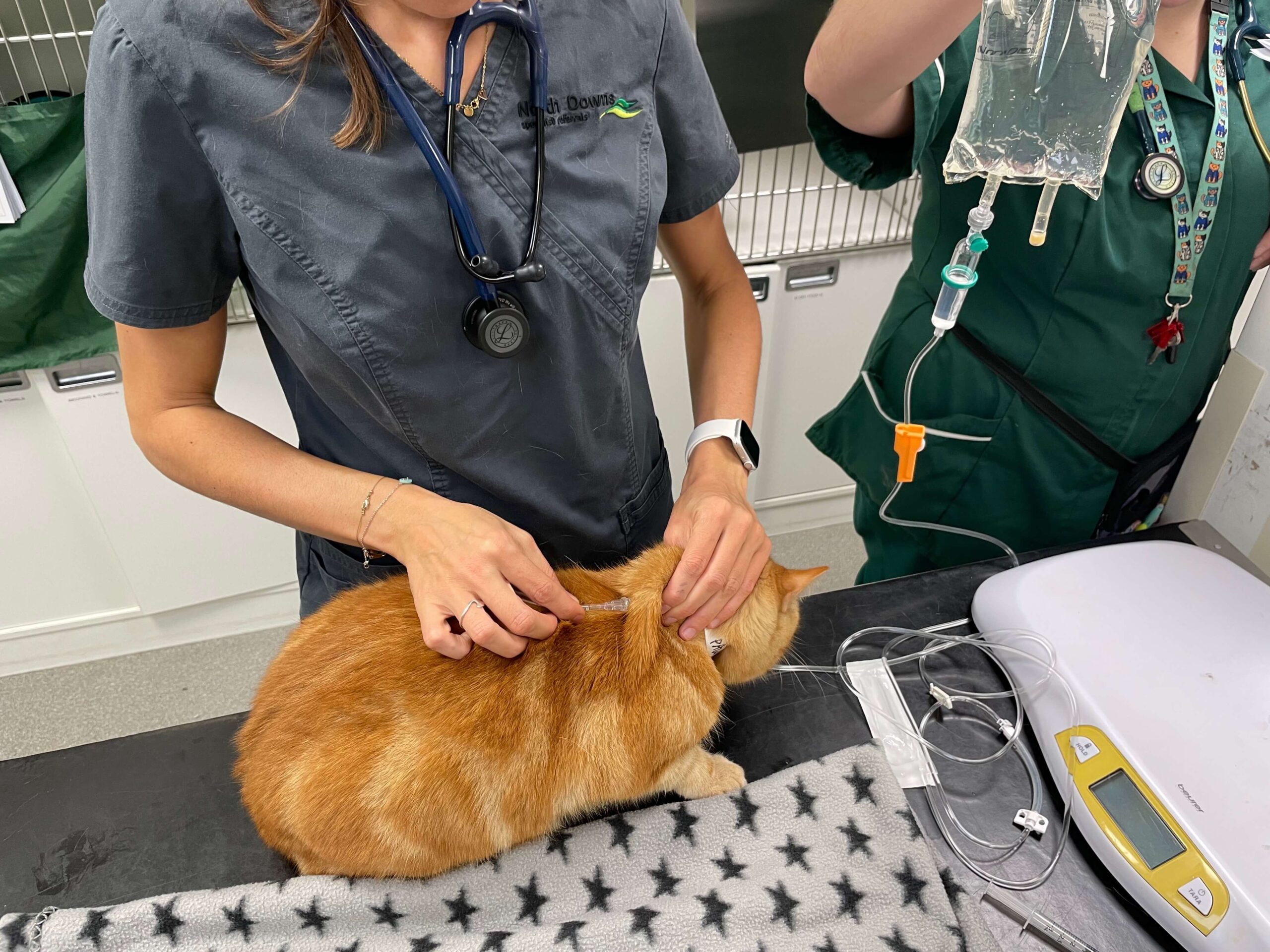 Orange cat at vet receiving injection