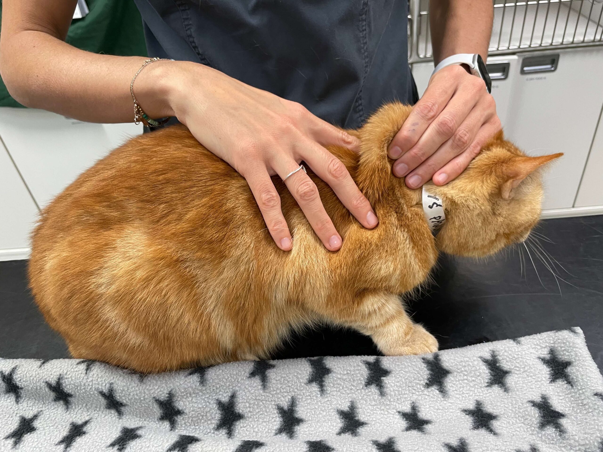 Orange cat at vet about to get injection