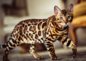 Bengal cat like a leopard sneaks