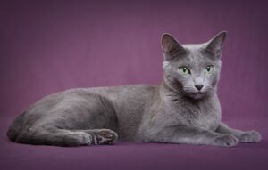 Russian Blue Cat on purple background