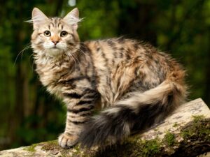 Siberian forest cat kitten in wood. Outdoor