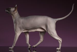 Sphynx Cat walking on purple background