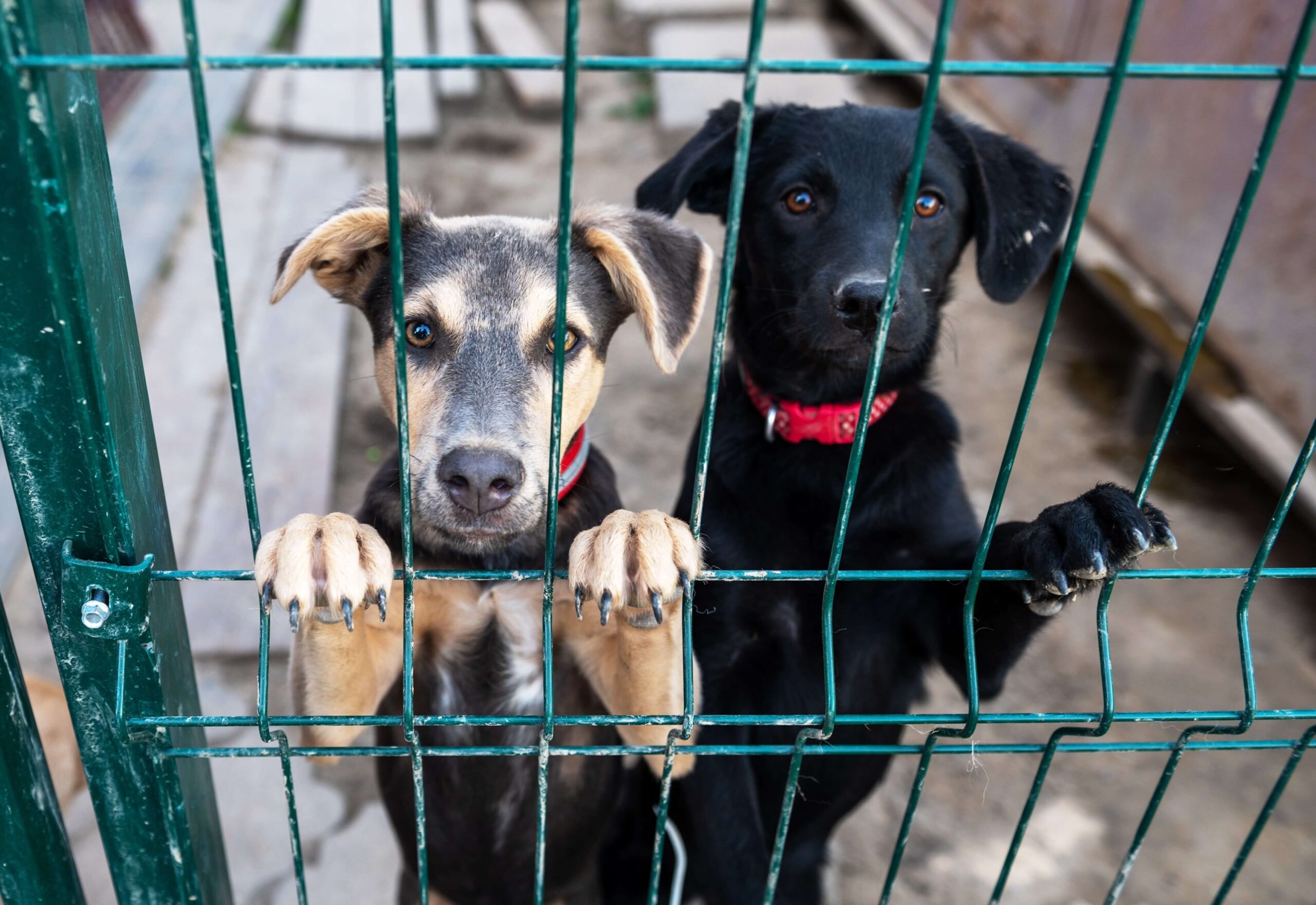 Two dogs in green kennel looking out