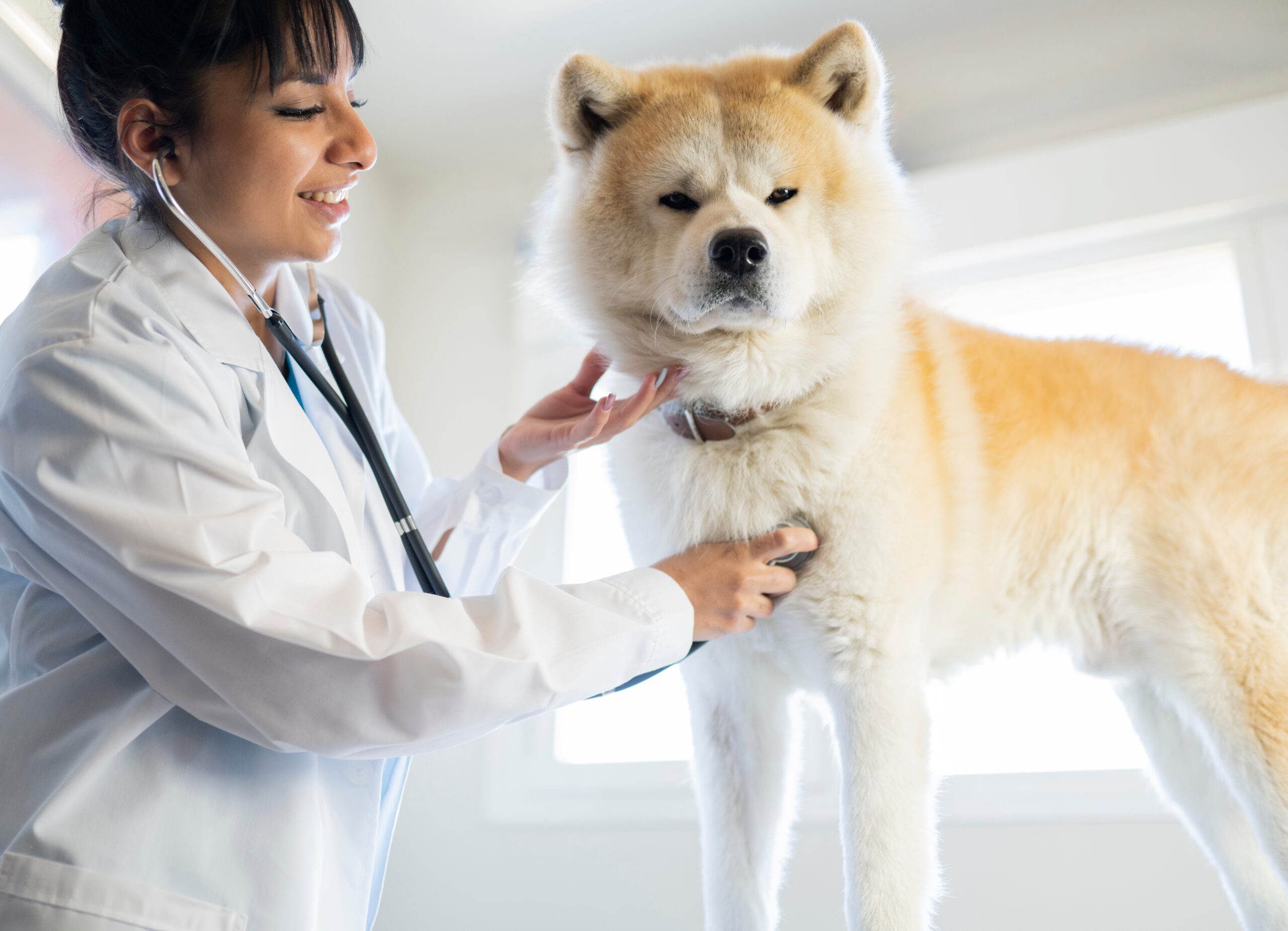 Veterinary care worker checks over large fluffy dog with stethescope