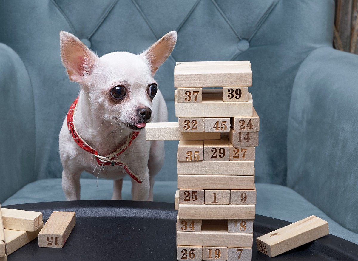 Dog Games Australia: Enrichment Through Play & Puzzles